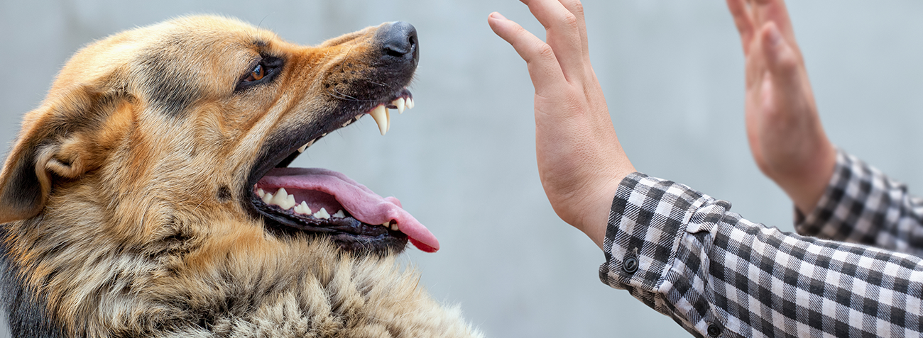 A male German shepherd bites a man by the hand