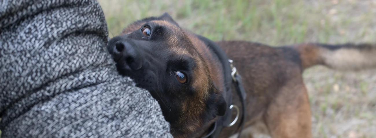 Dog Bite