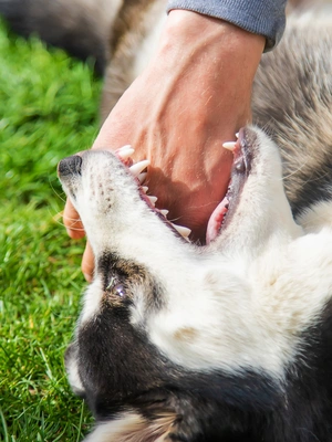 Dog Bite Lawyer in El Paso