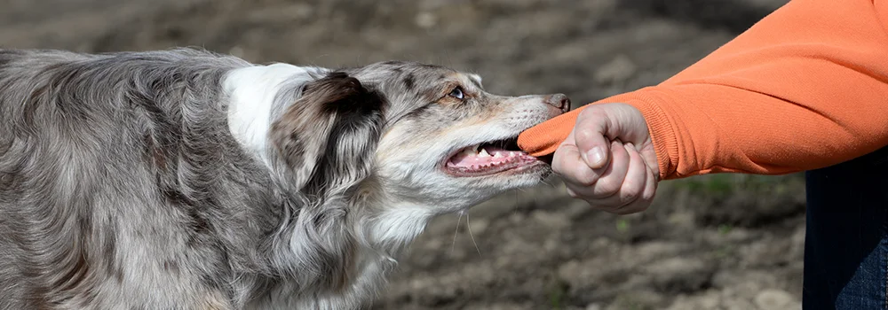 dog trying to bite