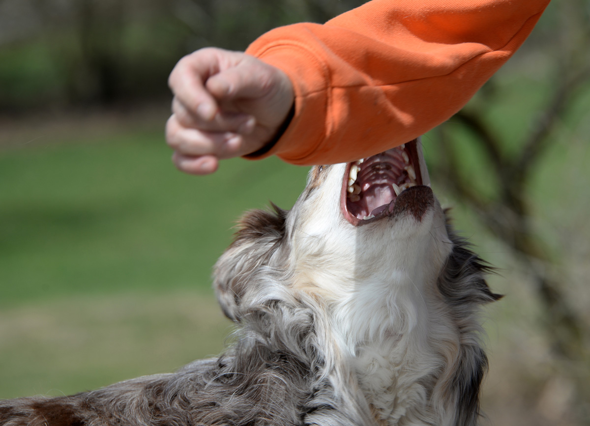 A dog biting a person’s forearm in El Paso.